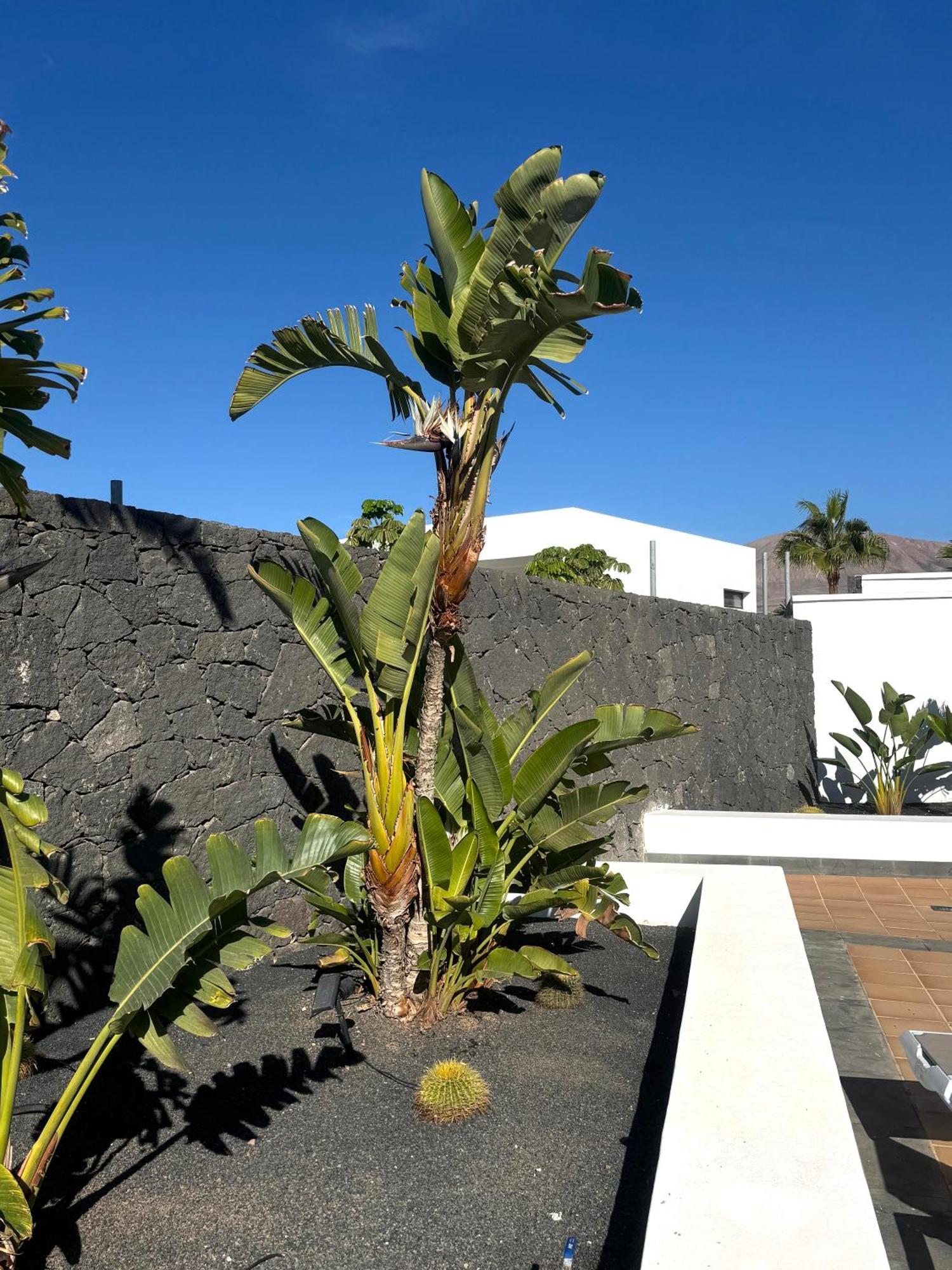 Villa Dedalos Puerto Calero Exterior foto